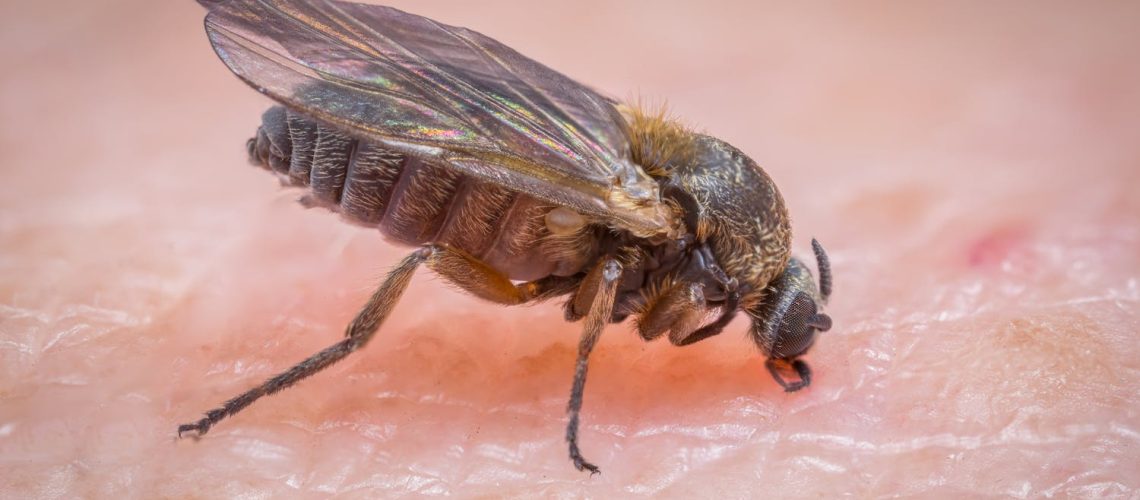 Piqûre de mouches : c’est quoi ces mouches qui mordent ?