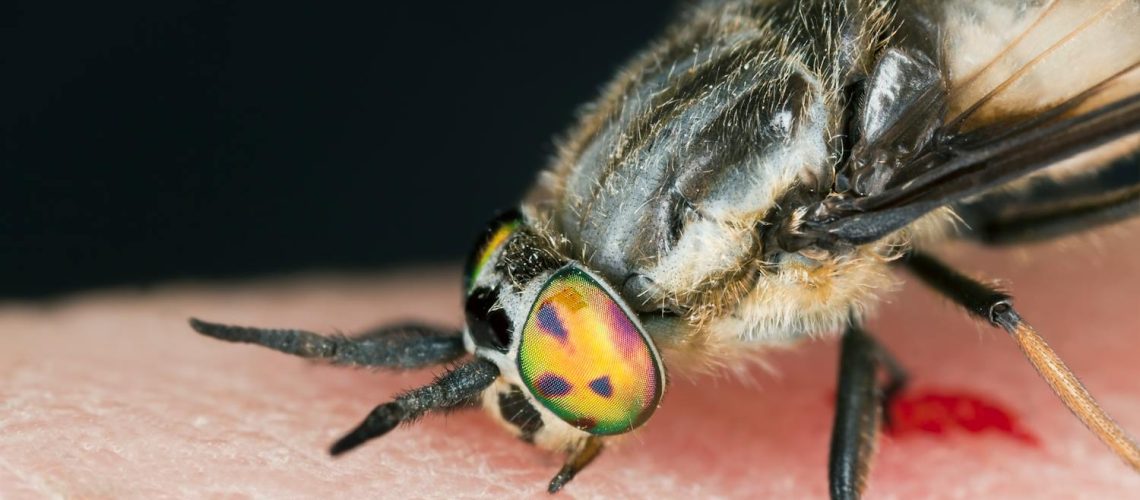 Qu’est-ce qui attire les taons ? Qu'est-ce qui attire les taons ?